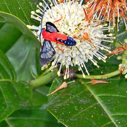 Scarlet-Bodied Wasp Moth (Cosmosoma myrodora) (6912598086).jpg