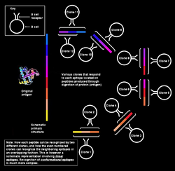 Schematic diagram showing Polyclonal Response by B cells against Linear Epitopes.PNG