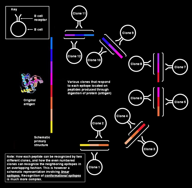 File:Schematic diagram showing Polyclonal Response by B cells against Linear Epitopes.PNG