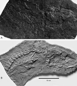Solenodonsaurus fossil.jpg