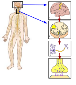 Somatic Nervous System Image.svg