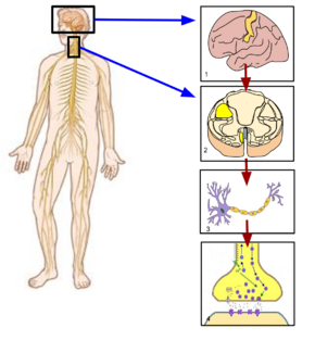 Somatic Nervous System Image.svg