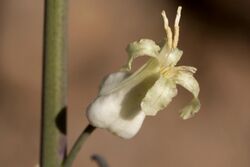 Streptanthus carinatus - Flickr - aspidoscelis (2).jpg