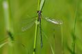 Swamp Spreadwing.jpg