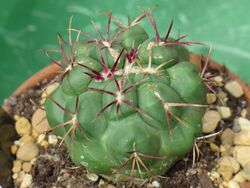 Thelocactus hexaedrophorus 2.JPG