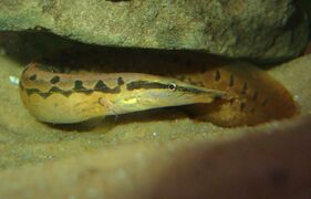 The Zig-zag eel under a rock in the water