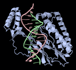 Tus-Ter complex 1ecr.png