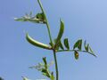 Vicia grandiflora "subsp." sordida sl8.jpg