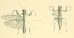 Werner 1907 Orthoptera Blattaeformia Taf III Figs. 1, 2.png