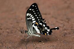 Western emperor swallowtail (Papilio menestheus).jpg