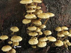 Xanthagaricus (10.3897-mycokeys.28.21029) Figure 2c.jpg