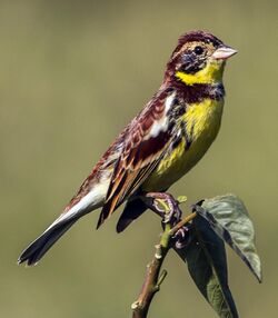 Yellow-breasted bunting in Nepal 02 -Cropped.jpg