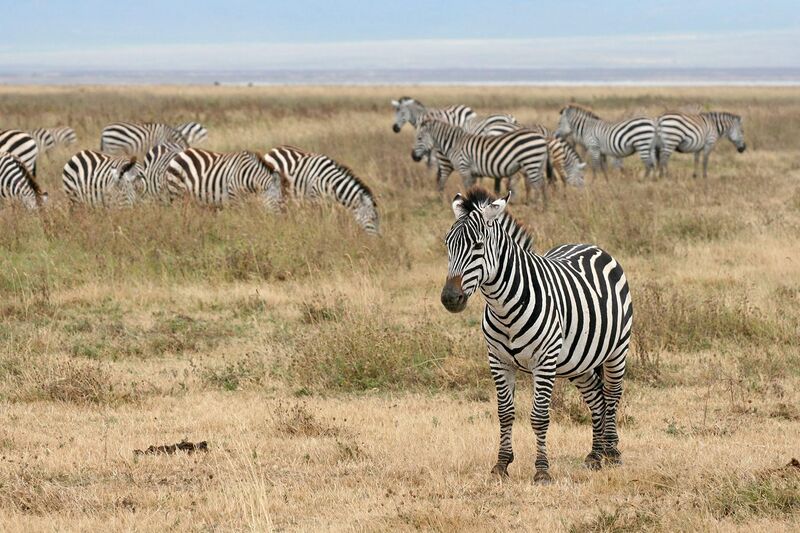 File:Zebras Ngorongoro Crater.jpg