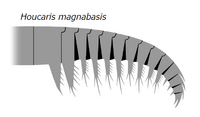 20191221 Radiodonta frontal appendage Anomalocaris magnabasis.png