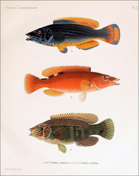 File:A history of Scandinavian fishes (9661319663).jpg