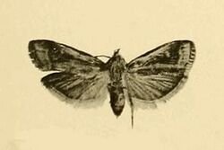 Acrobasis getuliella.JPG