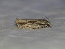 Agriophara platyscia (15746394178).jpg