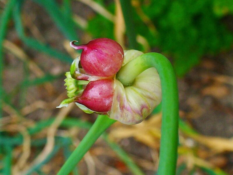 File:Allium sativum 003.JPG