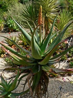 Aloe africana 1.jpg