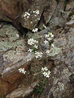 Arabidopsis lyrata - Lyre Leaf Rock Cress.jpg