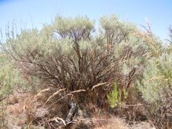 Artemisia tripartita.jpg