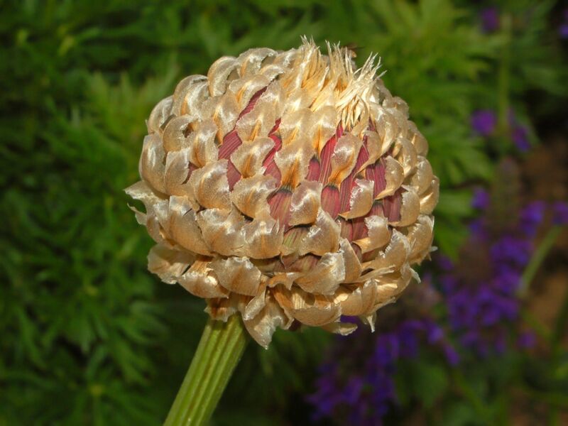 File:Asteraceae - Rhaponticum heleniifolium subsp. heleniifolium-2.JPG