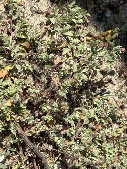 Atriplex coulteri.jpg