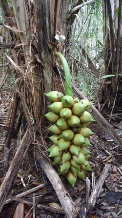 Attalea funifera Mart. ex Spreng. (6709150563).jpg