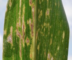 Bacterial leaf streak of corn Xanthomonas vasicola.jpg