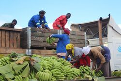 Banana farmers, Zimbabwe (39695820082).jpg