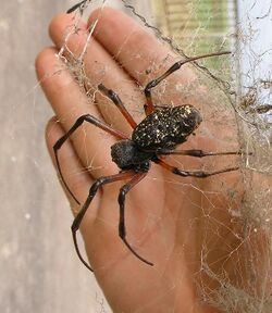 Big spider in Mozambique.JPG