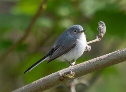 Blue-gray gnatcatcher in PP (72317).jpg