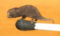 Brookesia micra on a match head.jpg