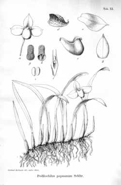 Bulbophyllum papuanum Schltr.png