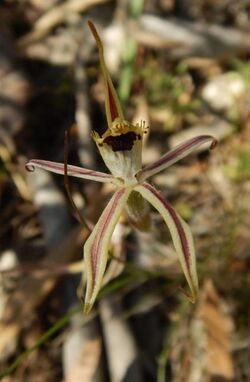 Caladenia conferta.jpg