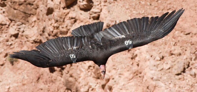 File:Californian Condor 50 MC.jpg