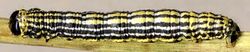 Calospilos sylvata larva.jpg