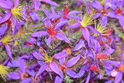 Calytrix strigosa with Aleucosia tridentata.jpg