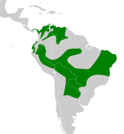 Campylorhamphus trochilirostris map.svg
