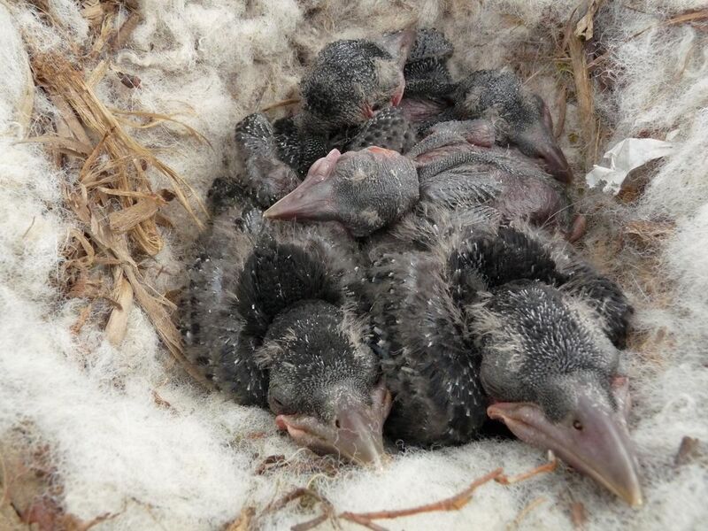 File:Carrion Crow Nest 16-05-10 (4612125729).jpg