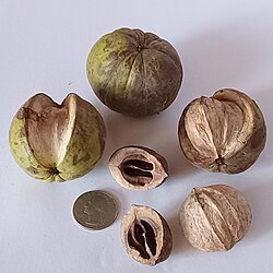 This image shows an entire fruit, fruits partially removed to expose the nut within, and nuts alone (both whole and with the halves separated to expose the interior.