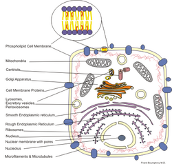 Cell structure.png