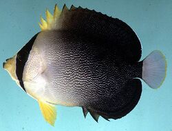 Chaetodontoplus mesoleucus.jpg