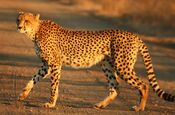 Cheetah Kruger.jpg
