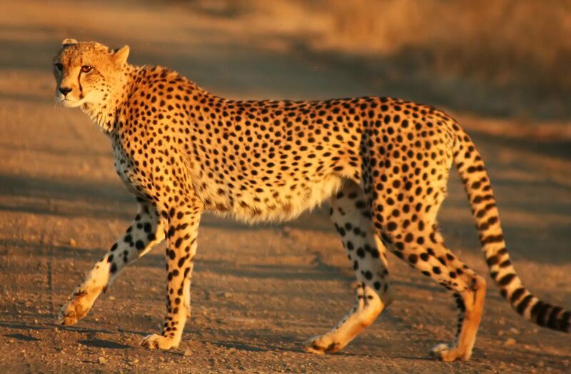 File:Cheetah Kruger.jpg