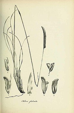 Chloris falcata - Species graminum - Volume 3.jpg