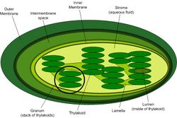 Chloroplast-new.jpg