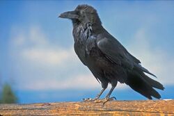 Common Raven at Byrce National Park.jpg