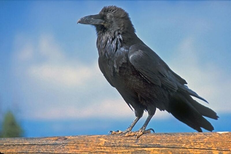 File:Common Raven at Byrce National Park.jpg