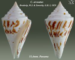 Conus arcuatus 1.jpg